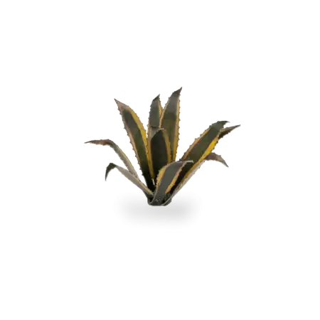 Laser Plants - Agave - Gamers Grass